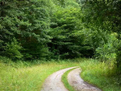 france jura foret vegetation