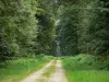 Forêt d'Écouves - Forêt domaniale : chemin forestier bordé d'arbres et de végétation ; dans le Parc Naturel Régional Normandie-Maine