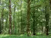 Forêt d'Écouves - Arbres et sous-bois de la forêt domaniale ; dans le Parc Naturel Régional Normandie-Maine