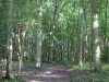 Forêt de L'Isle-Adam - Sentier forestier et arbres de la forêt
