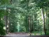 Forêt de L'Isle-Adam - Sentier forestier bordé d'arbres