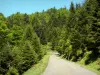 Forêt d'Issaux - Petite route bordée d'arbres