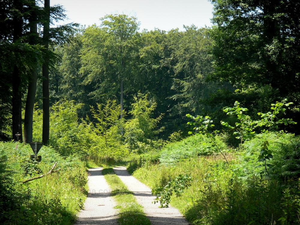 Photos La forêt de Lyons Guide Tourisme & Vacances