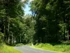 Forêt de Lyons - Route bordée d'arbres