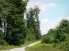 Forêt de Lyons - Petite route forestière bordée d'arbres
