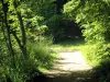 Forêt de Meudon - Chemin traversant la forêt