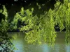 Forêt de Meudon - Arbres au bord d'un étang