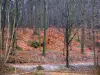 Forêt de Meudon - Forêt aux couleurs d'automne
