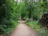 Forêt de Montmorency - Chemin forestier