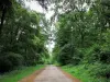 Forêt de Montmorency - Route forestière