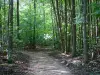 Forêt de Montmorency - Arbres de la forêt