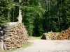 Forêt de Montmorency - Tas de bois coupé et arbres de la forêt