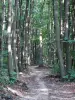 Forêt de Montmorency - Sentier bordé d'arbres