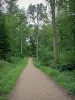 Forêt de Montmorency - Chemin bordé d'arbres