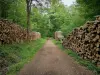 Forêt de Montmorency - Tas de bois le long d'un chemin forestier