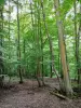 Forêt de Montmorency - Arbres de la forêt domaniale