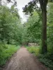 Forêt de Montmorency - Chemin forestier