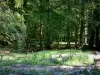 Forêt de Mormal - Arbres de la forêt, sous-bois (végétation) et troncs d'arbres coupés, dans le Parc Naturel Régional de l'Avesnois