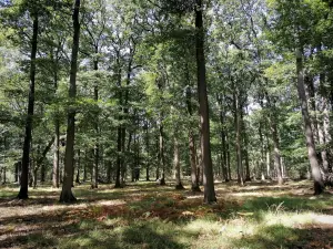 Forêt de Rambouillet - Balade dans la forêt