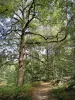 Forêt de Rambouillet - Sentier bordé d'arbres