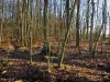 Forêt de Rambouillet - Espace Rambouillet (parc animalier) : cerfs et arbres