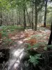 Forêt de Rambouillet - Sous-bois