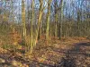 Forêt de Rambouillet - Chemin recouvert de feuilles mortes et arbres de la forêt