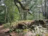 Forêt de Rambouillet - Végétation de la forêt