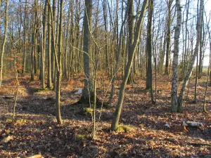 Forêt de Rambouillet - Arbres de la forêt