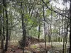 Forêt de Rambouillet - Tas de bois et arbres de la forêt