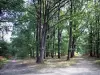 Forêt de Rambouillet - Chemins forestiers