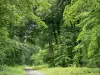Forêt de Retz - Route forestière bordée d'arbres