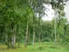 Forêt de Retz - Sous-bois et arbres de la forêt domaniale