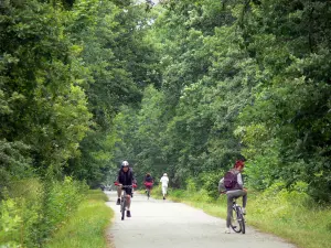 Forêt de Sénart - Forest: alberato pista ciclabile con i ciclisti e jogging