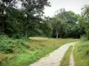 Forêt de Sénart - Forêt domaniale : chemin forestier bordé d'arbres et de végétation