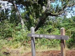 Forêt du Tévelave - Los trabajadores firman el Camino