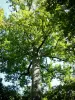 Forêt de Tronçais - Futaie Colbert : chêne Stebbing (arbre remarquable)
