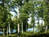 Forêt de Tronçais - Arbres au bord de l'étang de Pirot
