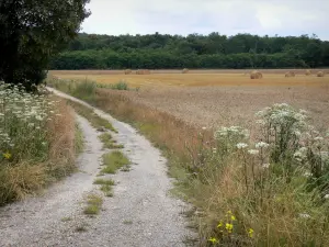 French Gâtinais Français Regional Nature Park - Path lined with wild flowers and fields, hay bales and forest in background