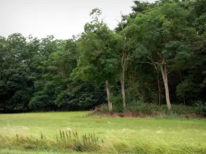 French Gâtinais Français Regional Nature Park - Grassland and forest