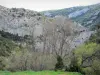 Galamus的峡谷 - 石灰石悬崖被树木包围;在Fenouillèdes