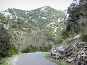 Galamus gorges - Gorges road lined with greenery; in the Fenouillèdes