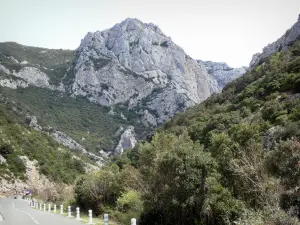 Galamus gorges - Cliffs overlooking the gorges road lined with trees