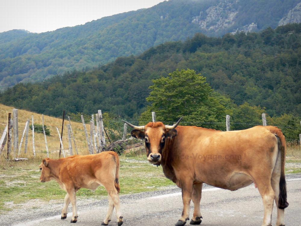 Guide du Gard - Massif de l'Aigoual - Vache Aubrac et son veau sur une route de montagne, forêt en arrière-plan ; dans le Parc National des Cévennes (massif des Cévennes)