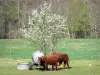 Gargantas do Alagnon - Vacas em um prado forrado com árvores
