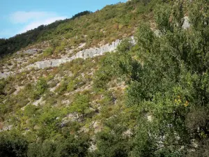 Gargantas del Aveyron - Colina con árboles y vegetación