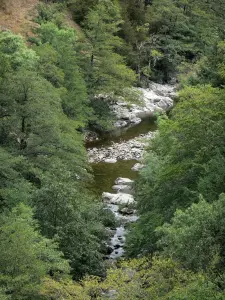 Gargantas del Tapoul - Parque Nacional de Cévennes: arbolado río Trépalous