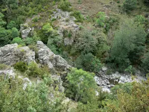 Gargantas del Tapoul - Parque Nacional de Cévennes: vista del río bordeado de árboles Trépalous