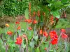 Gärten Valombreuse - Tropische Pflanzengewächse mit roten Blüten