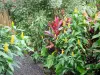 Gärten Valombreuse - Tropische Gewächse des Blumenparks